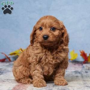 Riley, Cavapoo Puppy